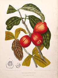 Rose apple (Syzygium jambos (L.) Alston): fruiting branch with leaves and numbered sections of fruit and seed. Chromolithograph by P. Depannemaeker, c.1885, after B. Hoola van Nooten.