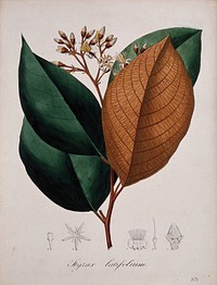 A plant (Styrax latifolium): flowering stem and floral segments. Coloured lithograph.