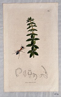 Bedstraw or crosswort plant (Galium cruciatum) with an associated insect and its anatomical segments. Coloured etching, c. 1830.