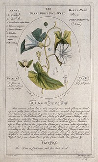 Morning glory (Ipomoea purpurea (L.) Roth.): flowering stem with separate floral segments and a description of the plant and its medicinal uses. Coloured line engraving by C.H. Hemerich, c.1759, after T. Sheldrake.