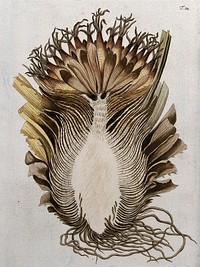 Bromelia karatas L.: longitudinal section of flowering stem with roots. Coloured engraving after F. von Scheidl, 1770.