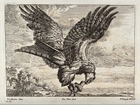 An eagle carrying off an owlet. Engraving by F. Place, ca. 1690, after F. Barlow.