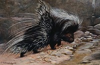 A crested porcupine. Colour lithograph after W. Kuhnert.