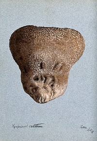 A puff ball (Lycoperdon species). Watercolour, 1897.