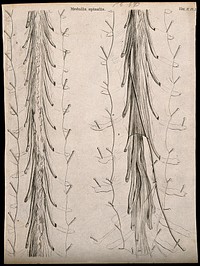 Spinal cord: two figures of a dissection. Line engraving by Campbell, 1800/1830.