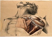 Dissection showing the axillary blood-vessels and the brachial plexus of nerves. Colour lithograph by G.H. Ford, 1867.