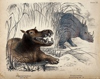 On the left, a hippopotamus climbing out of the water. On the right, a rhinoceros coming out of the reeds. Coloured chalk lithograph.