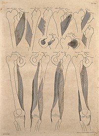 Muscles and bones of the thigh. Engraving by G. Scotin after B.S. Albinus, 1749.