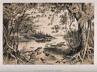 David Livingstone's steamboat, the Ma-Robert, on the Zambezi River; crocodiles in the foreground. Lithograph.