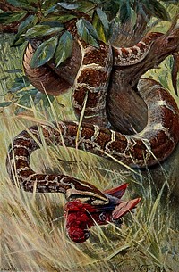 An Indian python devouring its prey, a parrot. Colour lithograph after A. Weczerzick.