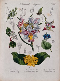 Seven plants, including two orchids: flowering stems. Coloured etching, c. 1835.