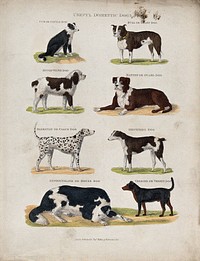 Eight different domestic dogs, including a cattle dog, a bull dog, a mastiff, a rough water dog and a dalmatian. Coloured etching.