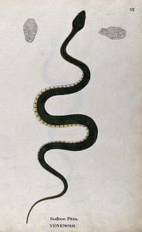 A poisonous snake, green in colour with yellow and green underbelly: includes two outline drawings of the head. Watercolour, ca. 1795.