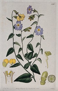 A plant (Browallia cordata): flowering stem and floral segments. Coloured engraving by S. Watts, c. 1831, after J. Lindley.