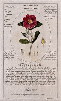 Rockrose (Cistus ladanifer L.): flowering stem and separate floral segments and a description of the plant and its uses. Coloured line engraving by C.H.Hemerich, c.1759, after T.Sheldrake.
