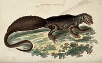 A reptile (aboina guana). Etching by James Heath after G. Shaw.