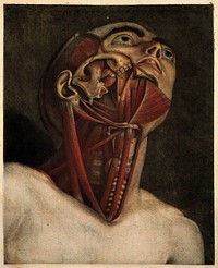 Muscles of the head and neck, the head raised and the lower jaw removed exposing the teeth and the zygomatic arch. Colour mezzotint by J. F. Gautier d'Agoty after himself, 1745-1746.