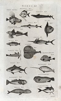 Seventeen fishes; including a sturgeon, sword fish, narwhal and whale. Engraving by I. Taylor.