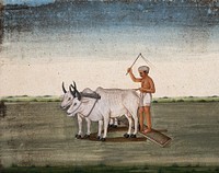 A man raises a stick as the oxen plough the land. Watercolour by an Indian artist.