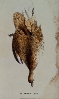 A brown duck. Coloured lithograph.