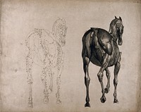 A horse, seen from behind: two écorché figures showing the muscles, one an outline drawing, the other a tonal drawing. Engraving with etching by G. Stubbs, 1766.