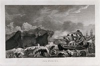 Captain Cook's men shooting at a herd of walrus in the Arctic Ocean during his third voyage (1777-1780). Engraving by E. Scott and J. Heath, 1784 after J. Webber.