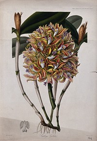 An orchid (Cattleya guttata): flowers, leafy stem and petal. Coloured etching by G. Barclay, c. 1842, after Miss Drake.