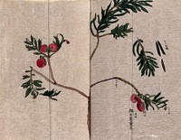 Yew (Taxus species): leafy stem with fruits. Watercolour.