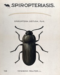A parasitic worm (Filaria species) and its vector beetle (Tenebrio molitor). Coloured drawing by A.J.E. Terzi.