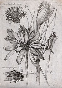 A cornflower (Centaurea cyanus), autumn crocus (Colchicum species) and saffron crocus (Crocus sativus): three flowers with a caterpillar and bee. Etching by N. Robert, c. 1660, after himself.