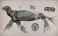 An écorché seal: five figures showing the musculature of the body, with details of the muscles of the face. Lithograph by C. Berjeau, 1872.