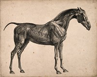Muscles and blood-vessels of a horse: an écorché figure, side view, with the muscles and blood-vessels indicated. Engraving with etching by G. Stubbs, 1766.