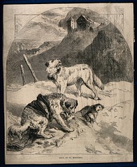 Two St. Bernard dogs find a lost unconscious figure in the snow, while one tries to revive the figure the other howls for help. Wood engraving.