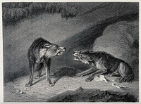 Two wolves snarling at each other over a bone. Etching after J Howitt.