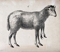 Sheep with congenital defects (six legs). Lithograph.