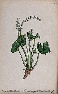 A plant (Oxyria digyna): flowering and leafy stem. Coloured lithograph by F. Waller, c. 1863, after C. Gower.