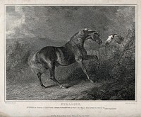 Two horses making contact over a fence on a meadow. Line engraving by J. Scott after S. Gilpin.