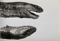 Australian snakes (Pseudechis australis): the heads of two snakes. Photograph, 1900/1920.
