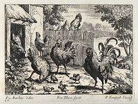 A cockerel with hens and chicks looking for food outside a pig sty. Engraving by P. Tempest, ca. 1690, after F. Barlow.