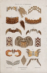 Tongues and other microscopic parts of snails. Colour wood engraving by E. Evans after T. West, after W. F. Maples.