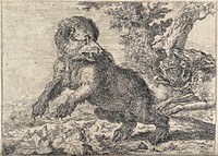 Two hunting dogs chasing a bear in a forest. Etching after A. Hondius.