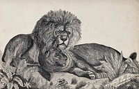 A male and a female lion resting. Reproduction of an etching by F. Lüdecke.