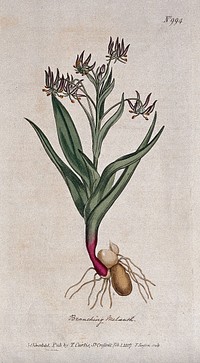 A plant (Ornithoglossum glaucum): flowering plant. Coloured engraving by F. Sansom, c. 1807, after S. Edwards.
