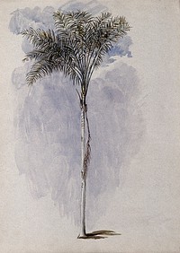 A palm tree found on the River Wenamu, Guyana. Watercolour after C. Goodall, 1846.