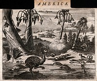Three papaya trees (Carica papaya) with lizards, dodos and a man hunting in an exotic, tropical landscape. Etching, c. 1671.