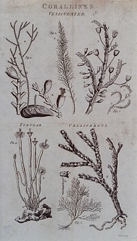 Vesiculated, tubular and celliferous corallines. Etching by I. Taylor.