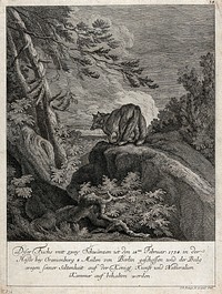 A fox with two tails on a rock in the forest. Etching by J.E. Ridinger.