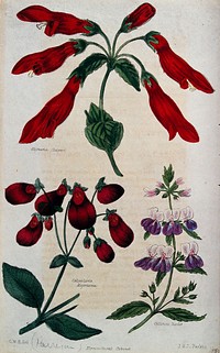 Three flowering plants: a Gesneria species, a slipper flower (Calceolaria majoriana) and a Collinsia species. Coloured engraving by J. & J. Parkin, c. 1835, after C. W. Harrison.