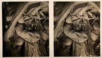 Anatomy: a dissection of the abdomen showing the duodenum, pancreas and bile-ducts. Photograph, ca. 1900.