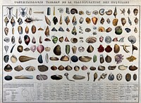 Mollusc shells: classification chart showing 132 varieties, with a diagram below outlining details of the three main shapes. Coloured lithograph, 1830/1860.